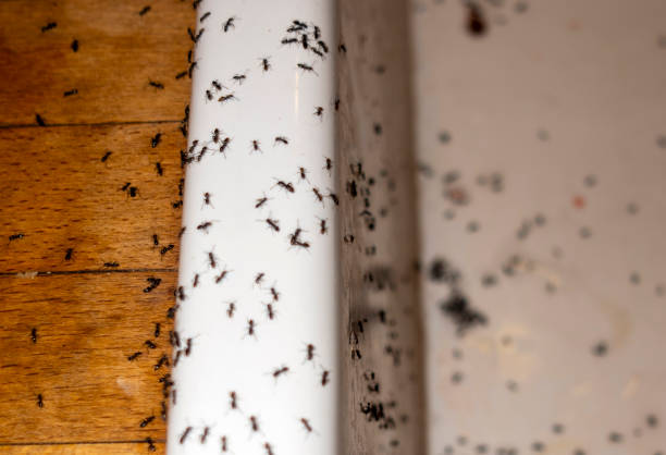 Best Termite Control Services  in Bayside Gardens, OR