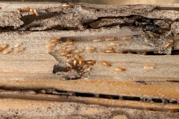 Best Local Pest Control Services  in Bayside Gardens, OR