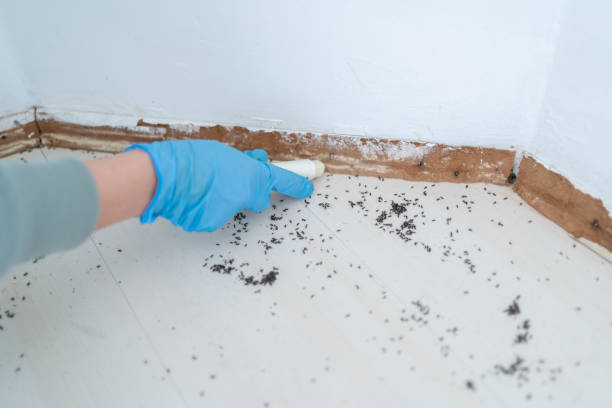 Best Termite Control Services  in Bayside Gardens, OR